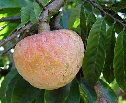 Health Benefits of Ramaphalam Fruit