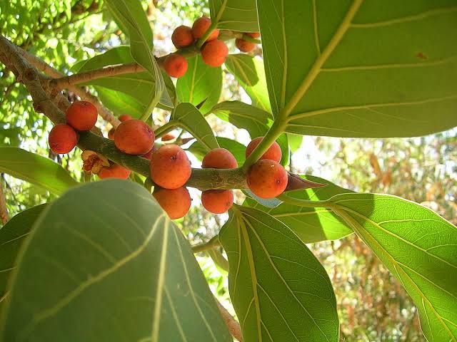 Health benefits of Banyan Tree: Milk