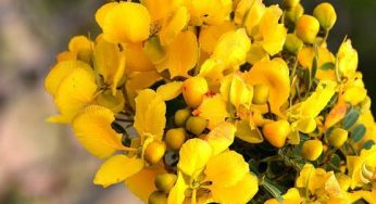 Tangedu Flower: తంగేడు పూలు జీవితానికి దీర్ఘాయువు..!! ఎలాగంటారా..!?