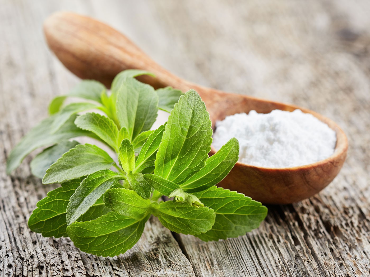 Stevia: leaves replaces sugar 