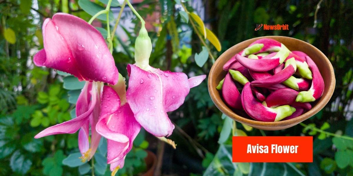 Avisa Flower: Excellent Health Benefits of Avisa Flower, Sesbania Flower in Ayurveda