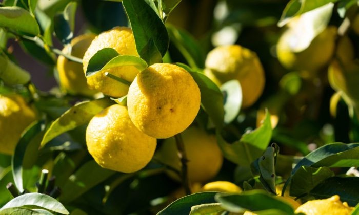 Excellent Health Benefits Of Citron Fruit: 