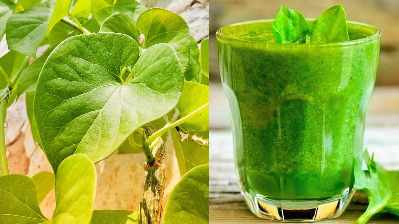 Excellent Health Benefits Of Thippa Teega Juice: 