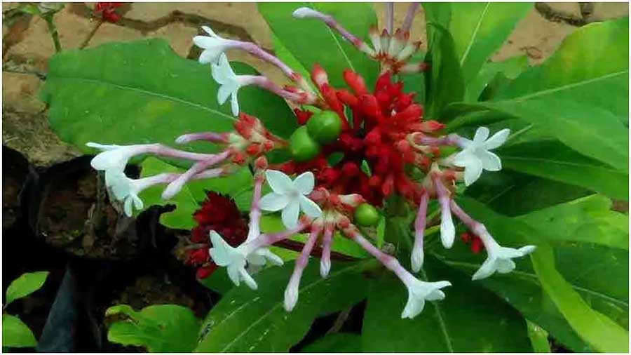 Health and Beauty Benefits Of Sarpagandha Plant