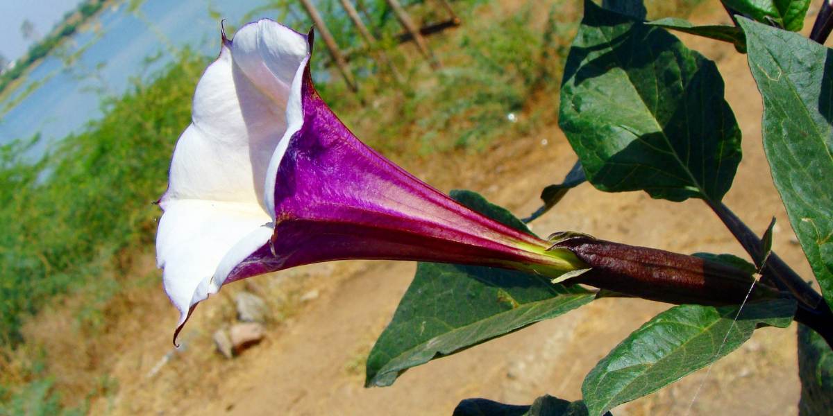 Ummetha Unbelievable Benefits of Ummetha Flower Ummetta Plant in Ayurveda