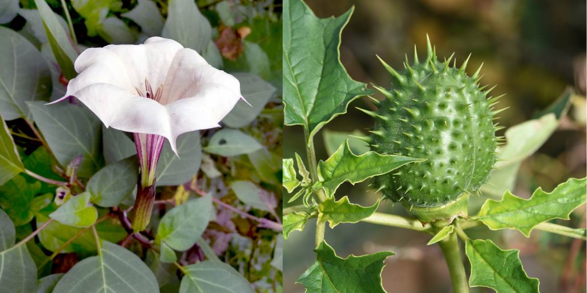 Ummetha Unbelievable Benefits of Ummetha Flower Ummetta Plant in Ayurveda