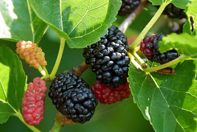 Amazing Health and Beauty Benefits Of Mulberry: Fruits 