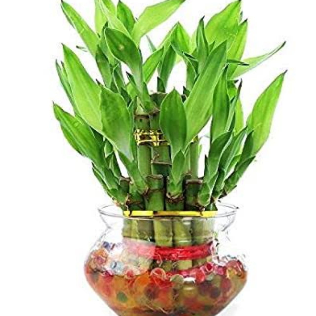 Vasthu Benefits Of Lucky Bamboo: Plant 