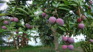 Black Mangos Fruits To check Diabetes 