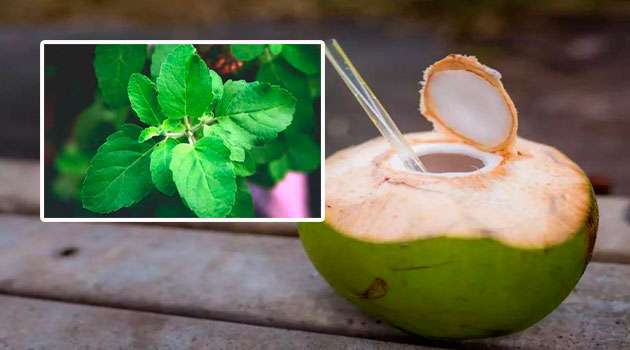 Health Benefits Of Coconut Water: With Tulasi Leaves 
