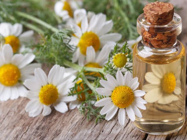 Chamomile Oil: To check knee Pain 