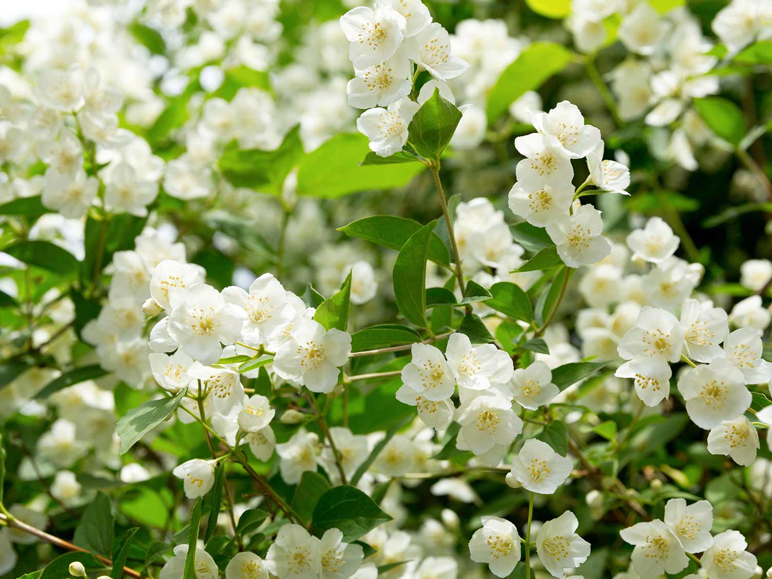 Jasmine: Flowers Heath And Beauty Benefits 
