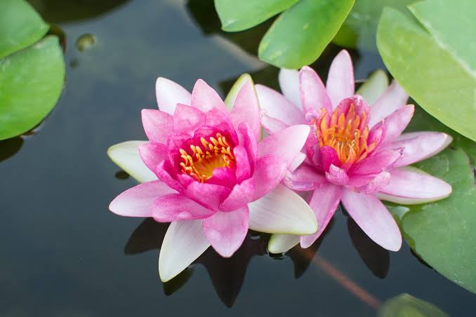 Health And Beauty Benefits Of Lotus Flower 