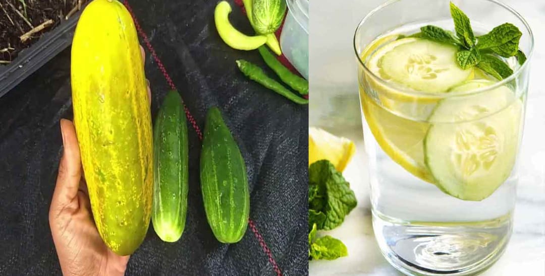 How To Lose Weight With Cucumber Drink ..?