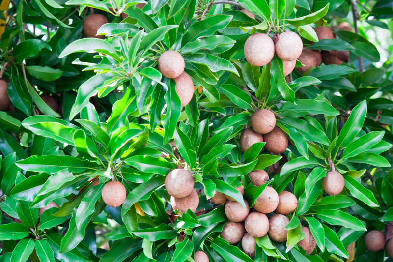 Excellent Health Benefits Of Sapota Leaves: 