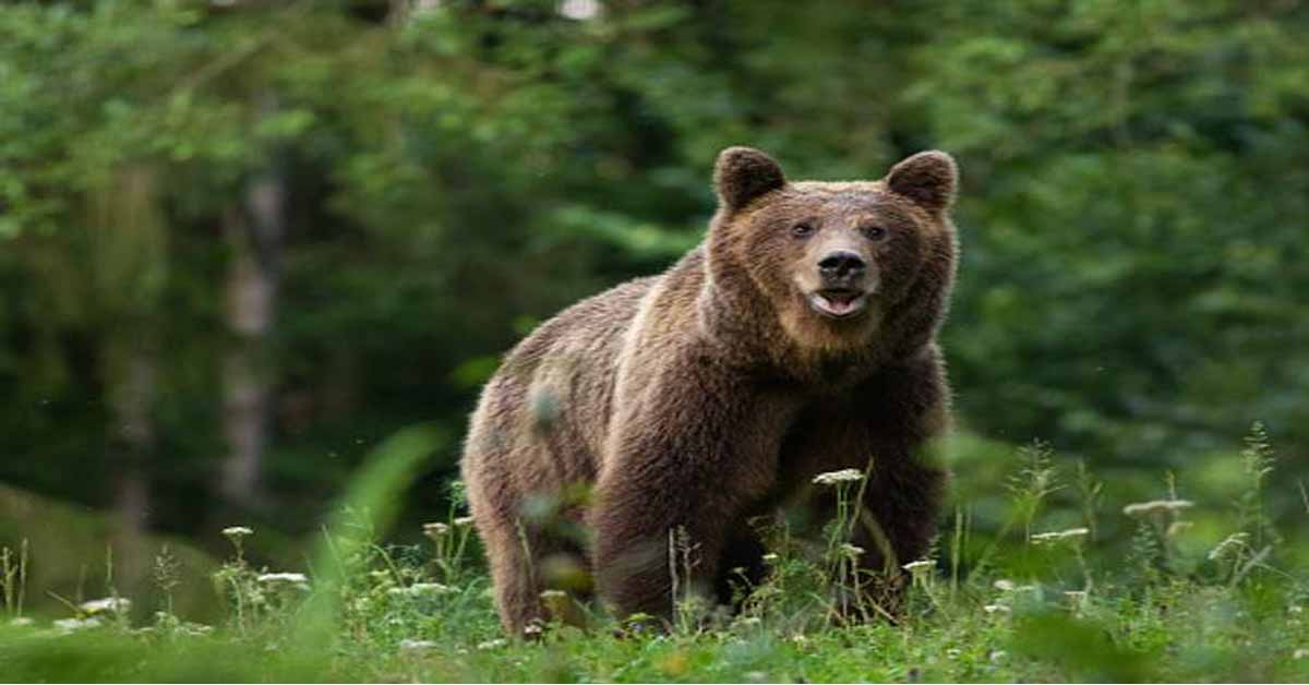 One person dead six injured in srikakulam Bear attack