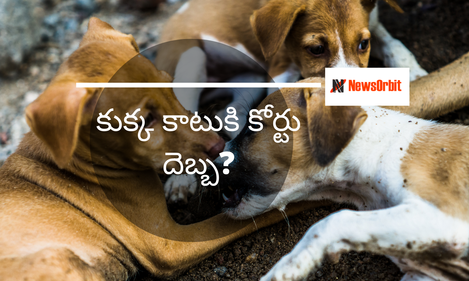 Stray Dogs Culling Case in Supreme Court