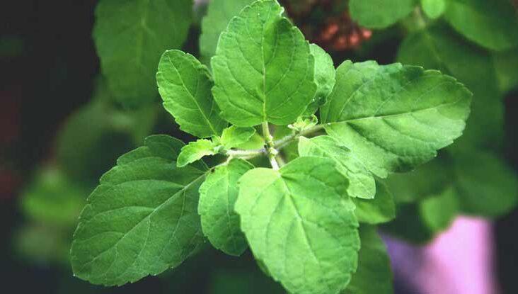Tulasi Leaves Helps Weight loss