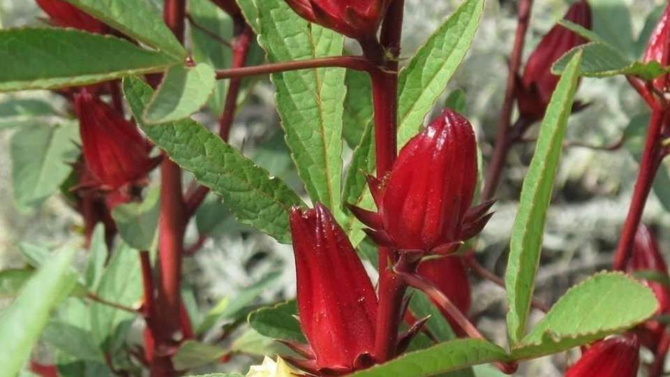 Gongura flowers Decoction Health benefits