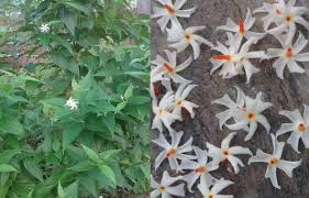 Amazing Health Benefits of Night Queen Flower and Leaves