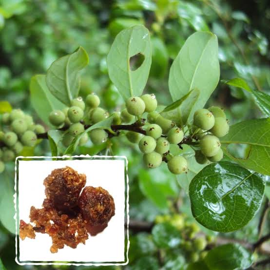 What is Commiphora Wightii Guggal Important Ancient Medicinal herb benifits and side effects 