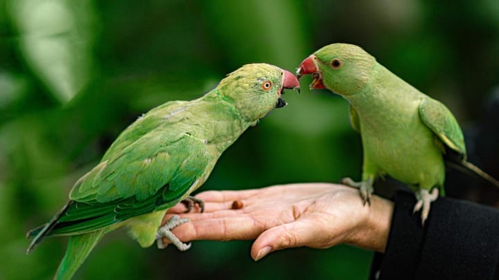 Parrot gives positive signs in life astro tips