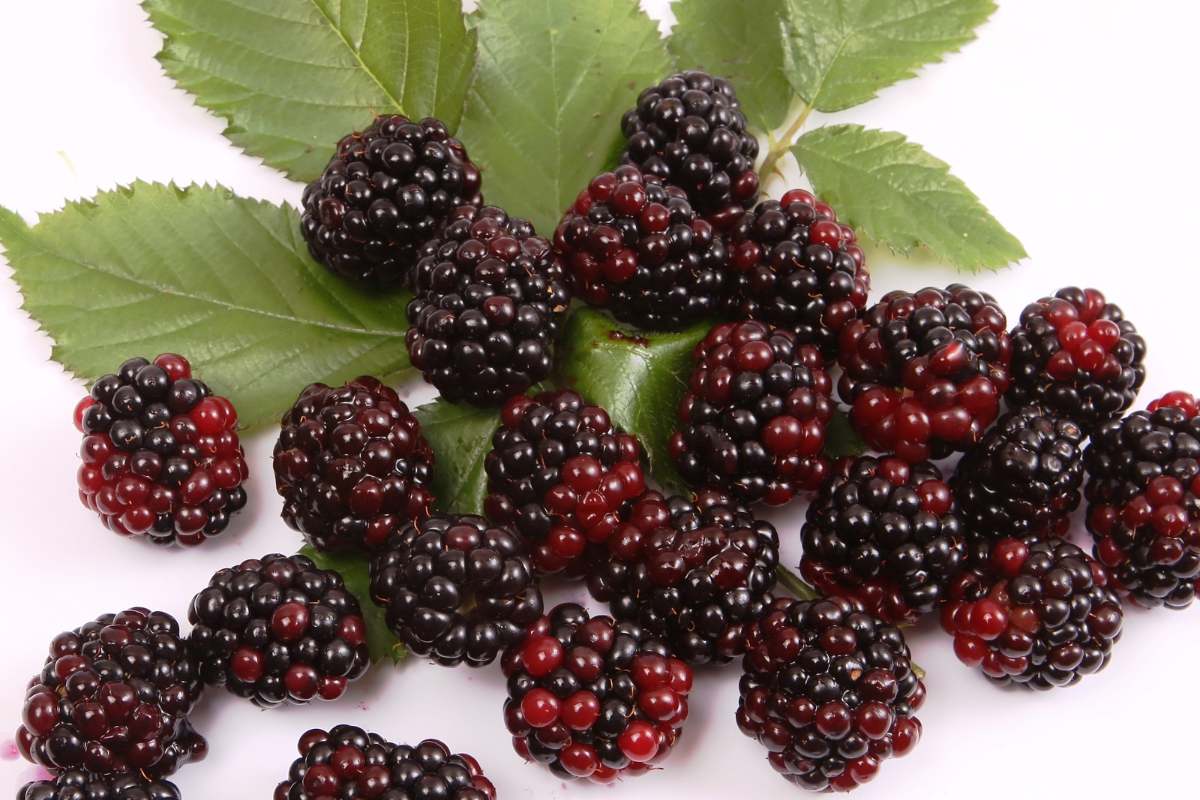 Excellent Health Benefits of Blackberry బ్లాక్‌బెర్రీస్ Blackberry Benefits Why you should eat blackberries everyday