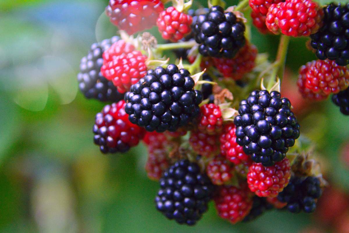 Excellent Health Benefits of Blackberry బ్లాక్‌బెర్రీస్