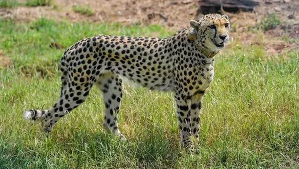 Cheetah suraj dies kuno national park