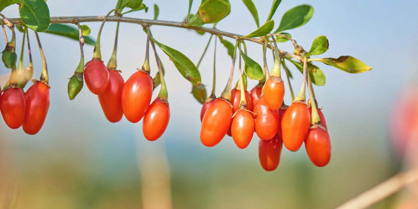 Goji Berry: Health Benefits of Goji Berries