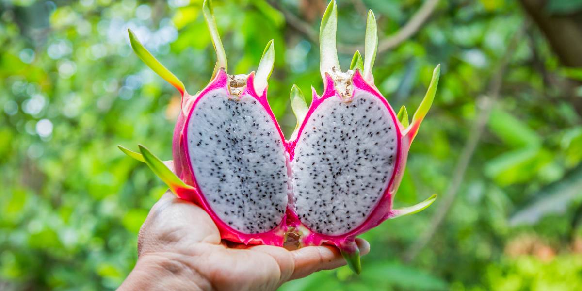 Excellent Health Benefits of Dragon Fruit and Side Effects of Dragon Fruit