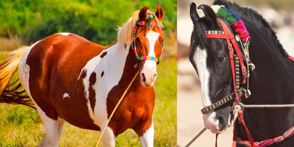 Ravindra Jadeja Marwari Horses : The irreplaceable Marwari Horses Greatness in Indian History