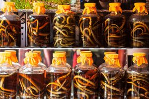 This is how snake wine is made